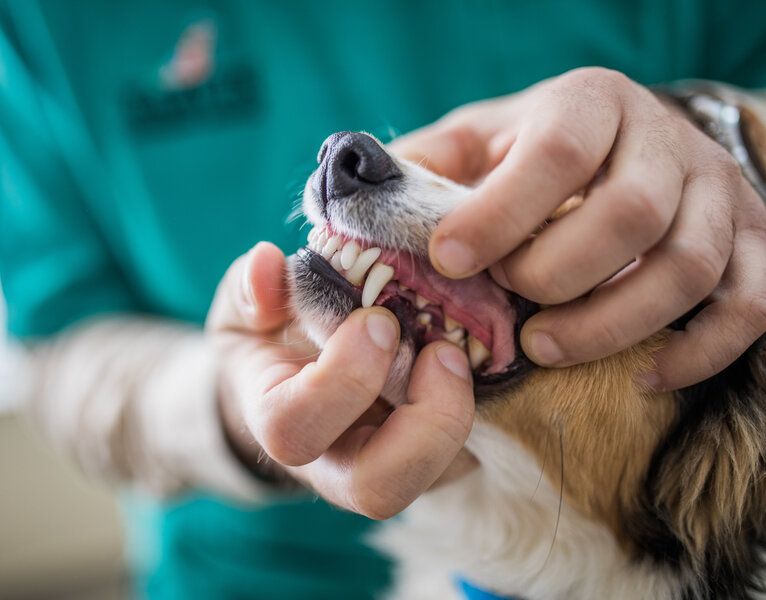 Tierarzt untersucht das Maul eines Hundes